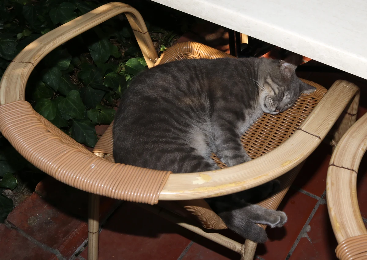 Chat, univers chats AnimauxLove