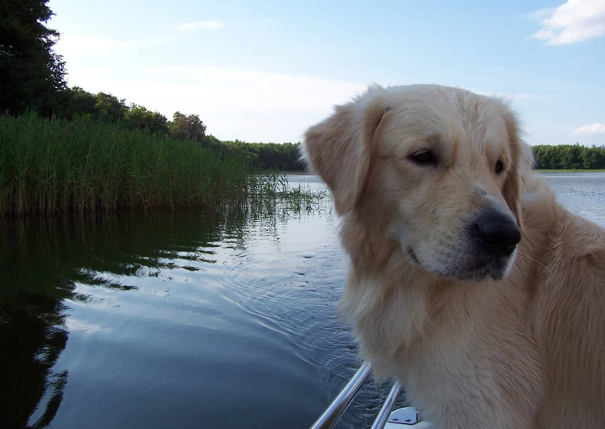 Golden retriever, univers chiens AnimauxLove